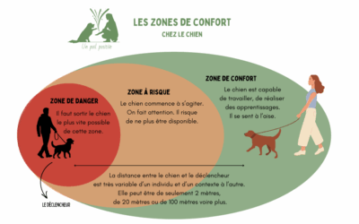 Comment bien utiliser les 3 zones de confort du chien en rééducation ?