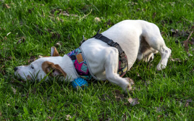 Mon chien ne veut pas mettre son harnais, il a peur : que faire ?