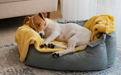 Où mettre le panier de son chien dans la maison ?