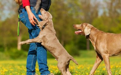 Mon chien s’excite fort dans le jeu, comment faire ?