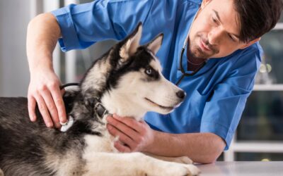 La stérilisation pour sa chienne est ce une bonne idée ?