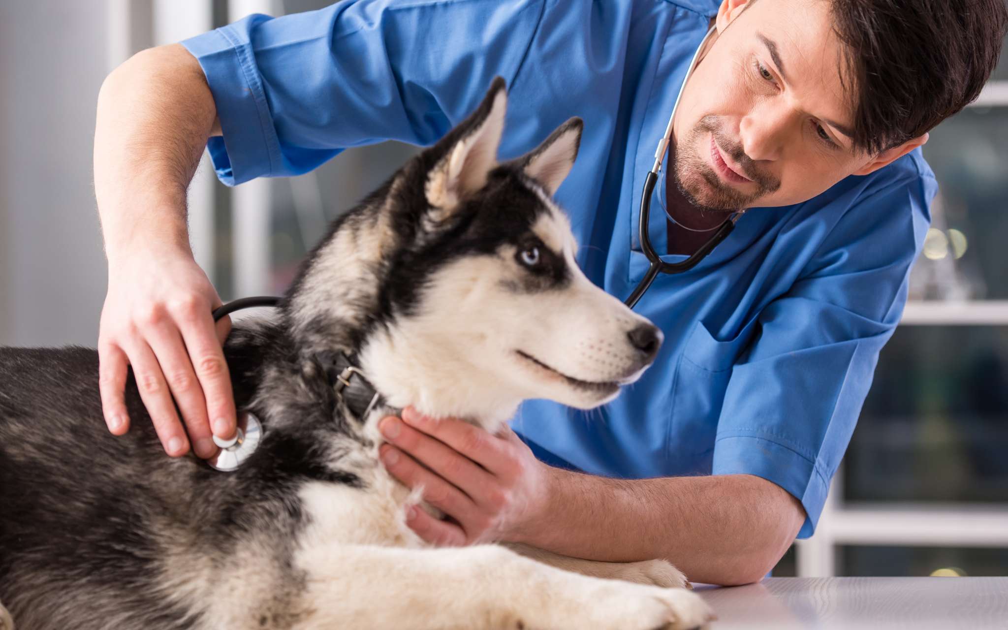 La stérilisation pour sa chienne