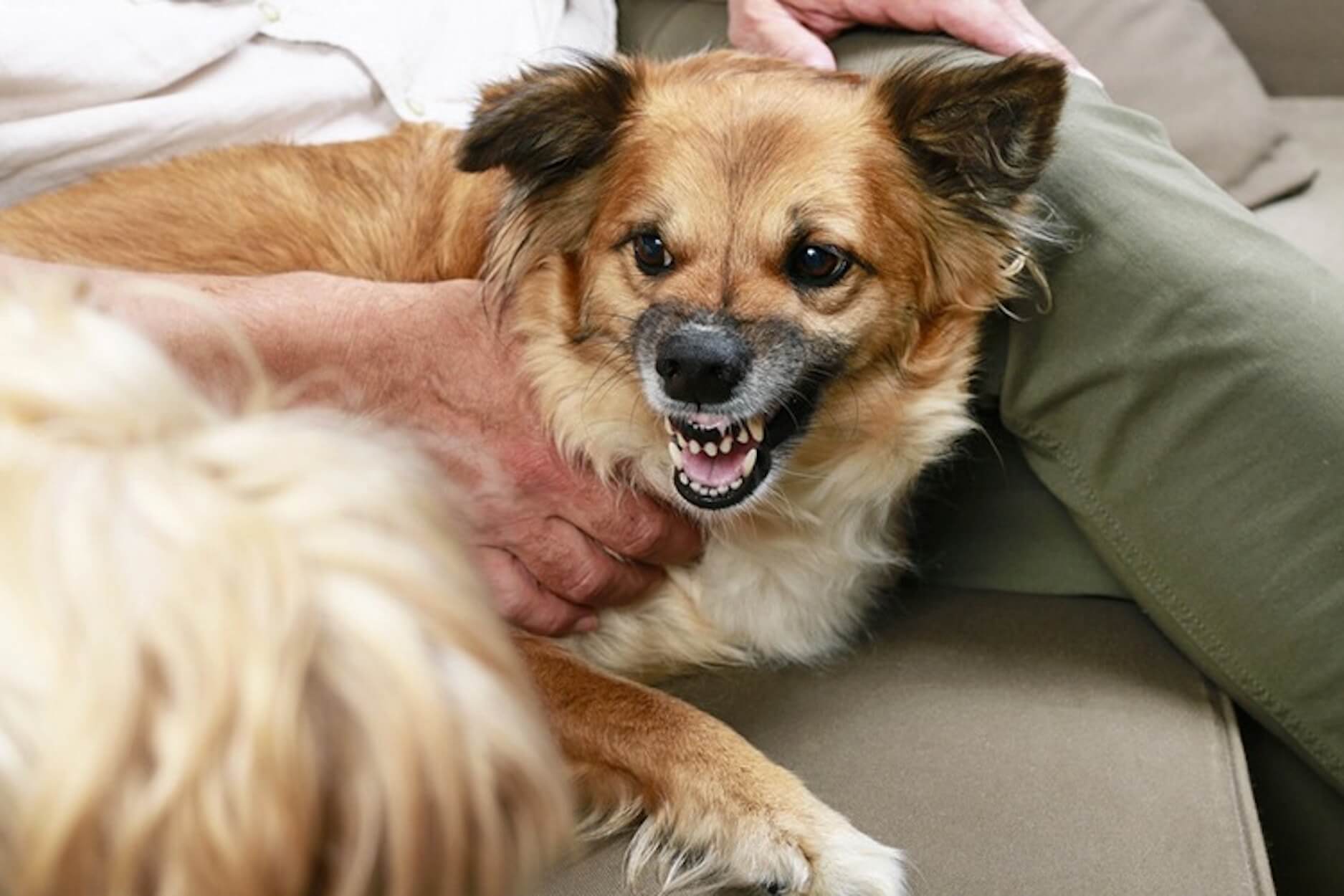 Mon chien grogne sur moi : faut-il s'inquiéter et comment réagir ?