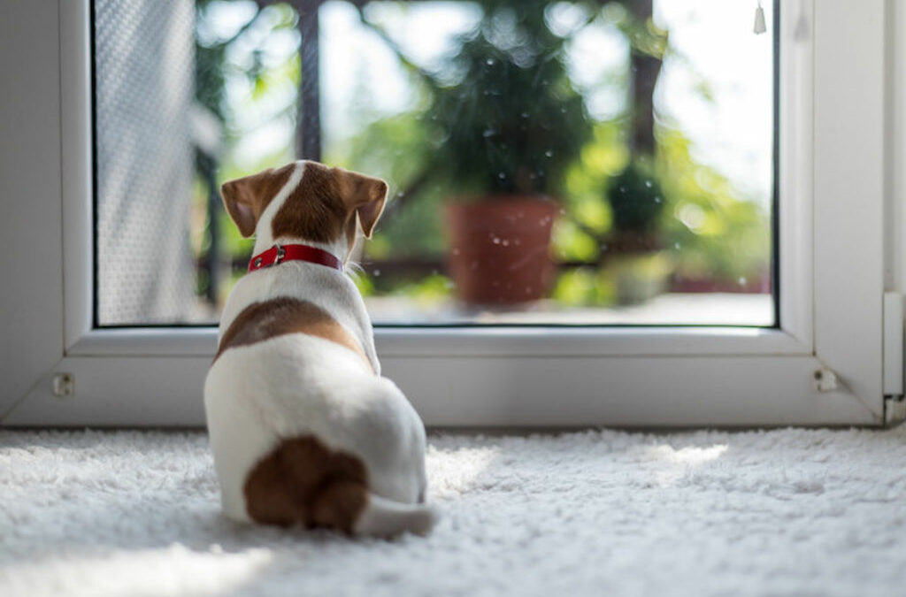 Puis-je laisse mon chien seul dans le jardin quand je m’absente ?