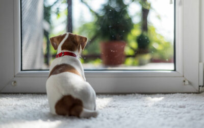 Puis-je laisse mon chien seul dans le jardin quand je m’absente ?