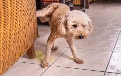 Pourquoi mon chien fait pipi un peu partout quand on reçoit des amis avec leur chien à la maison ?