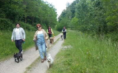 Protéger son chien de la chaleur : tous les conseils essentiels