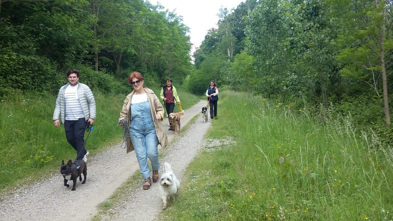 Plusieurs personnes en balade avec leur chiens. Dans un chemin entourées d'arbres et de d'herbes un peu hautes.